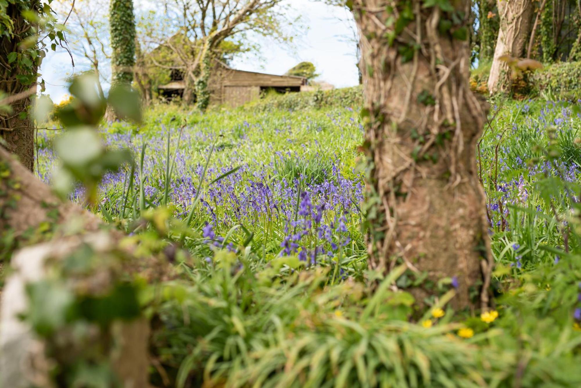 Timber Hill Self Catering Cedar Lodges Broad Haven Exterior foto